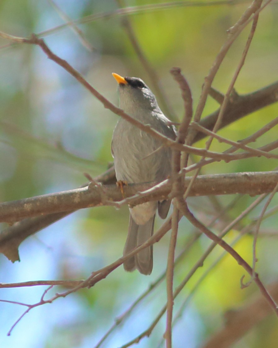 Slender-billed Finch - ML85364161