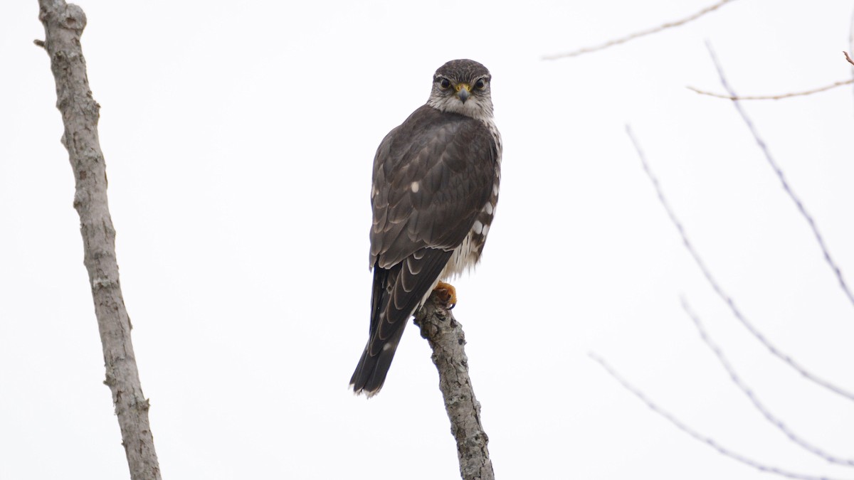 Merlin - Chad Hutchinson