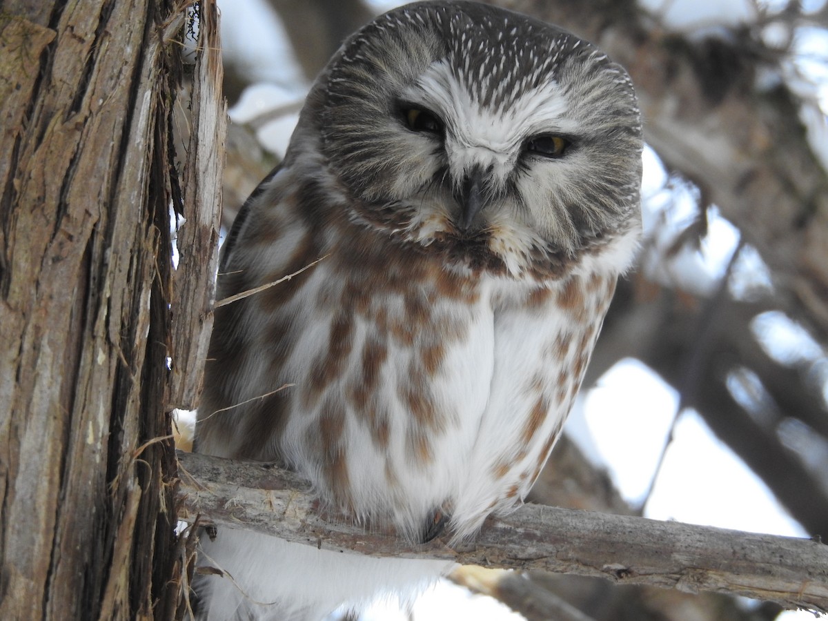 Northern Saw-whet Owl - Connor Langan