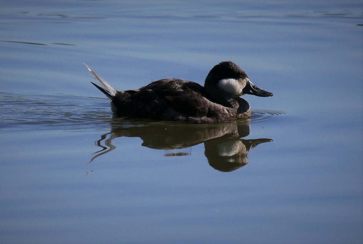 Ruddy Duck - ML85364731