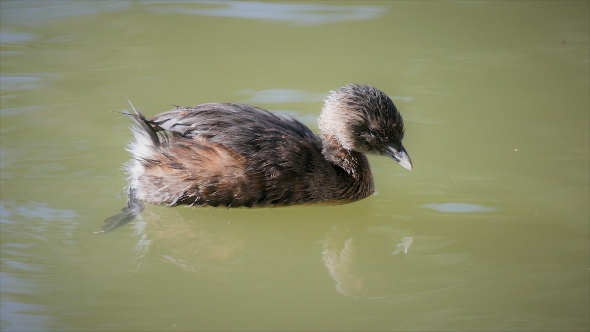 Pied-billed Grebe - ML85364821