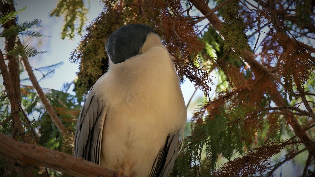 Black-crowned Night Heron - ML85365741