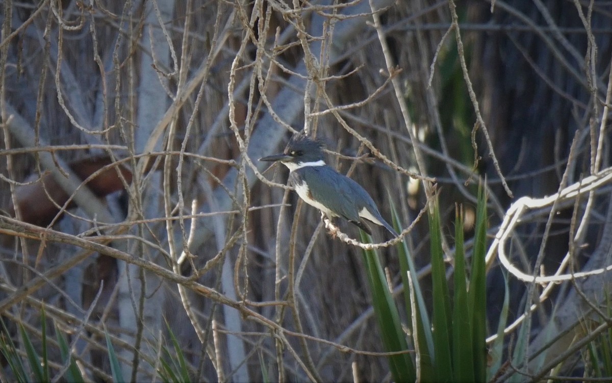 Belted Kingfisher - ML85366331