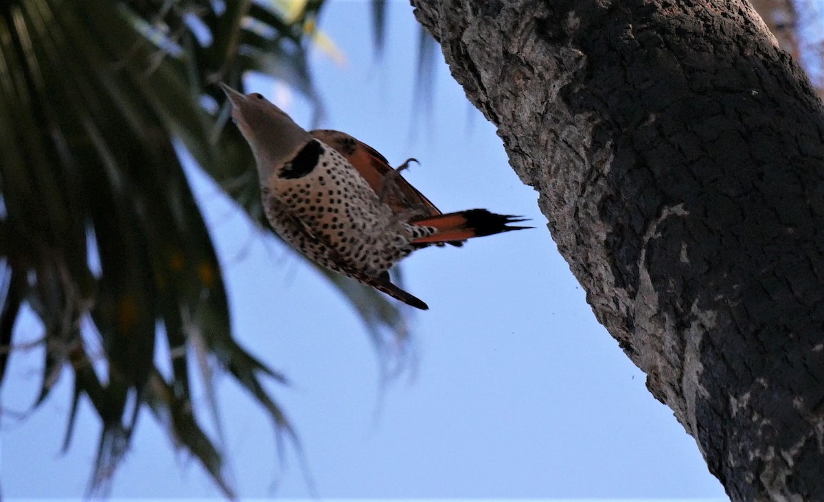 Northern Flicker - ML85366421