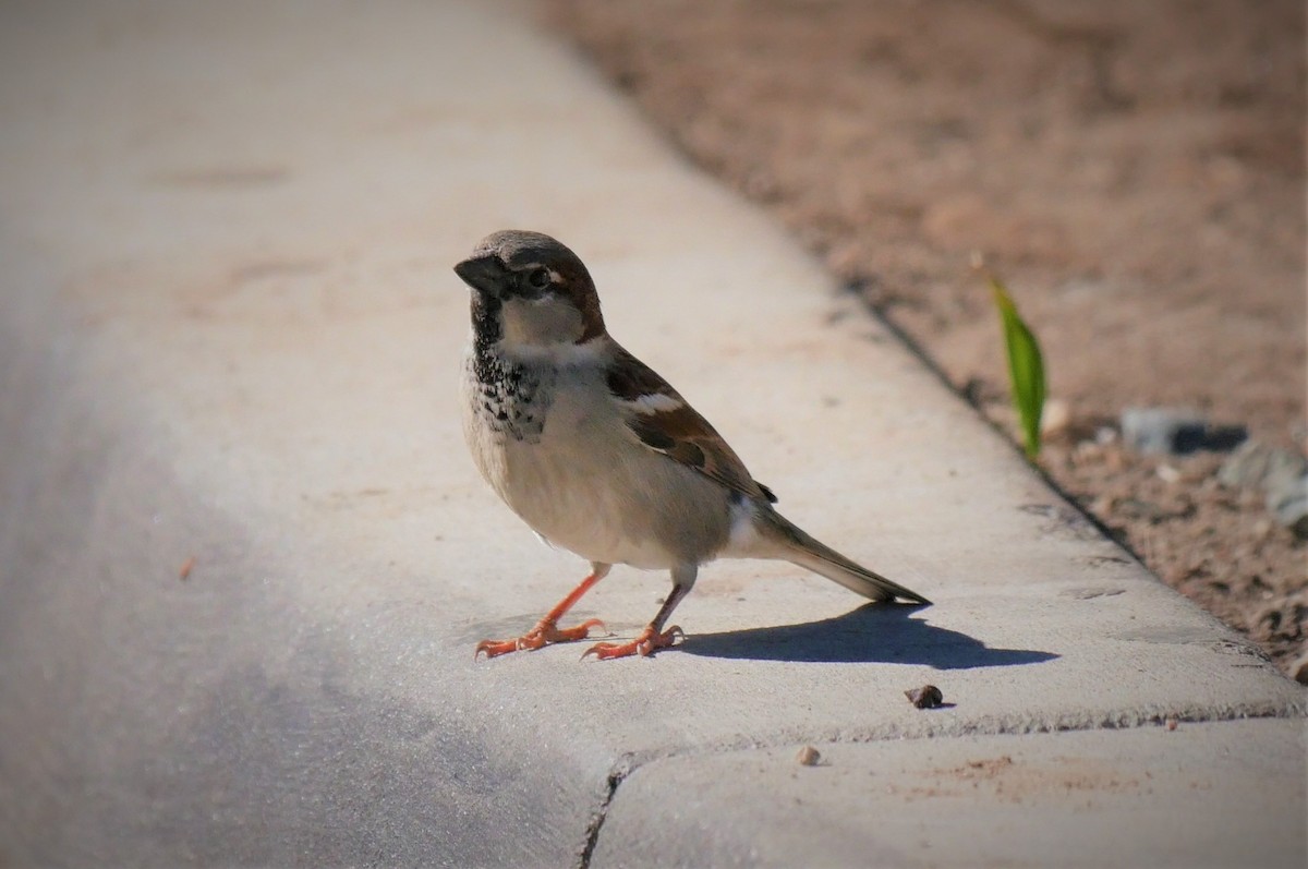 House Sparrow - ML85366881