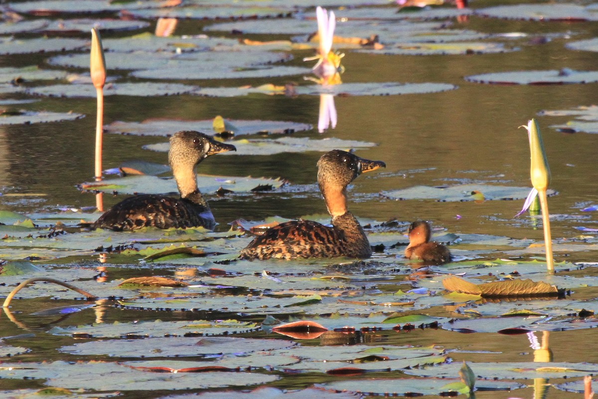 White-backed Duck - ML85367101