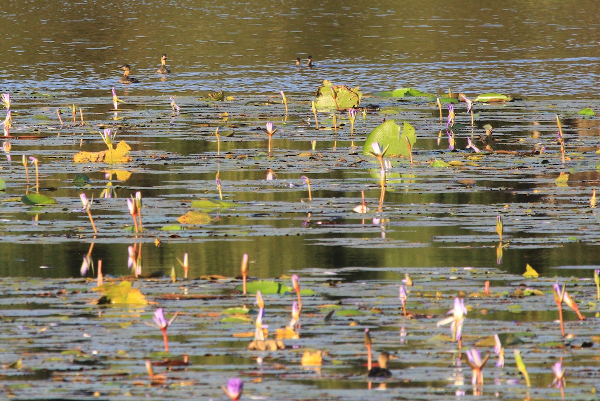 White-backed Duck - ML85367191