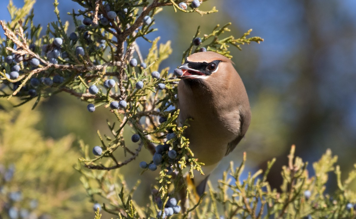 Cedar Waxwing - Josh Jones