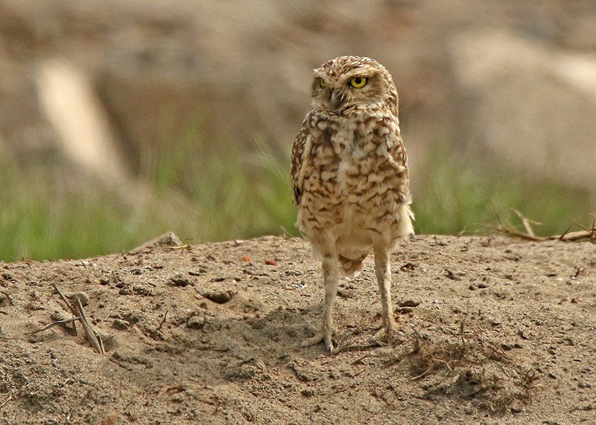 Burrowing Owl - ML85369561
