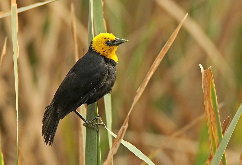 Yellow-hooded Blackbird - Roger Ahlman