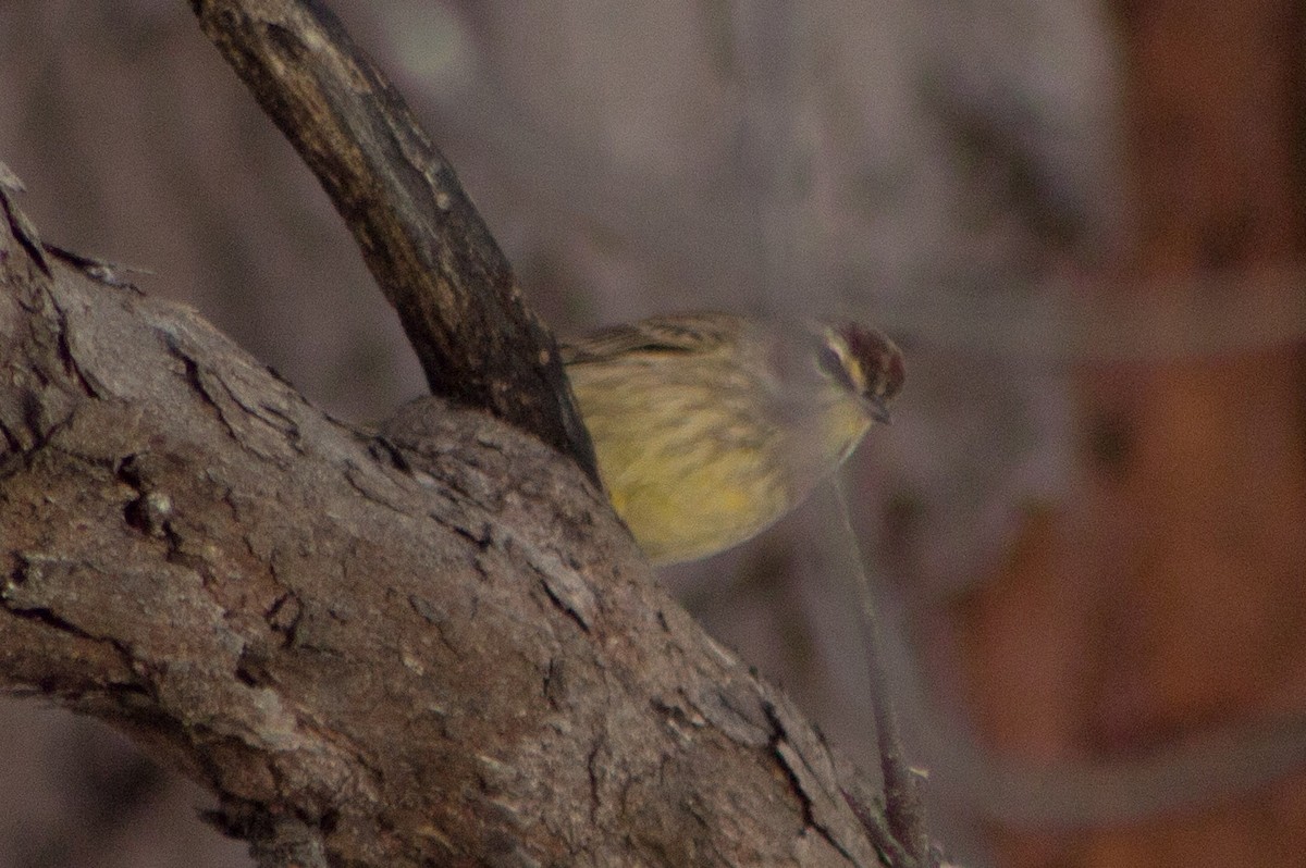 Palm Warbler - ML85370521