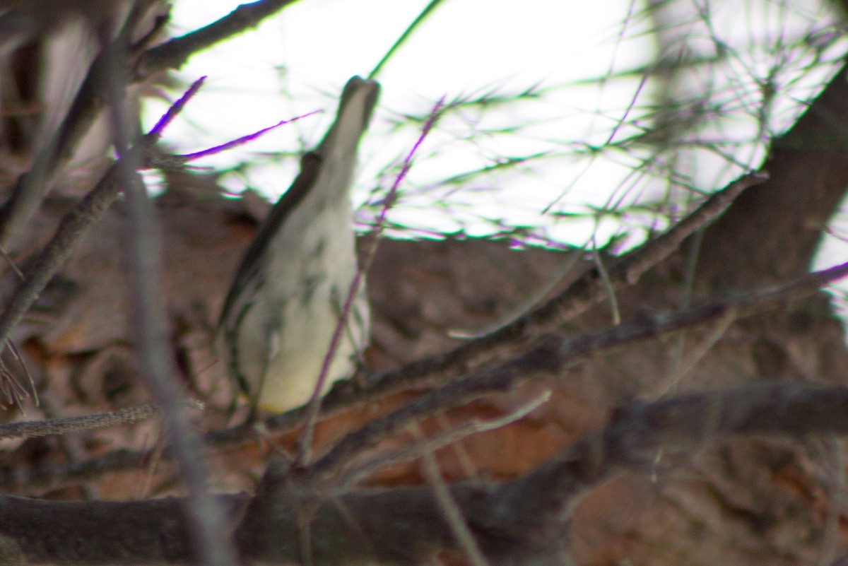 Yellow-throated Warbler - ML85370531