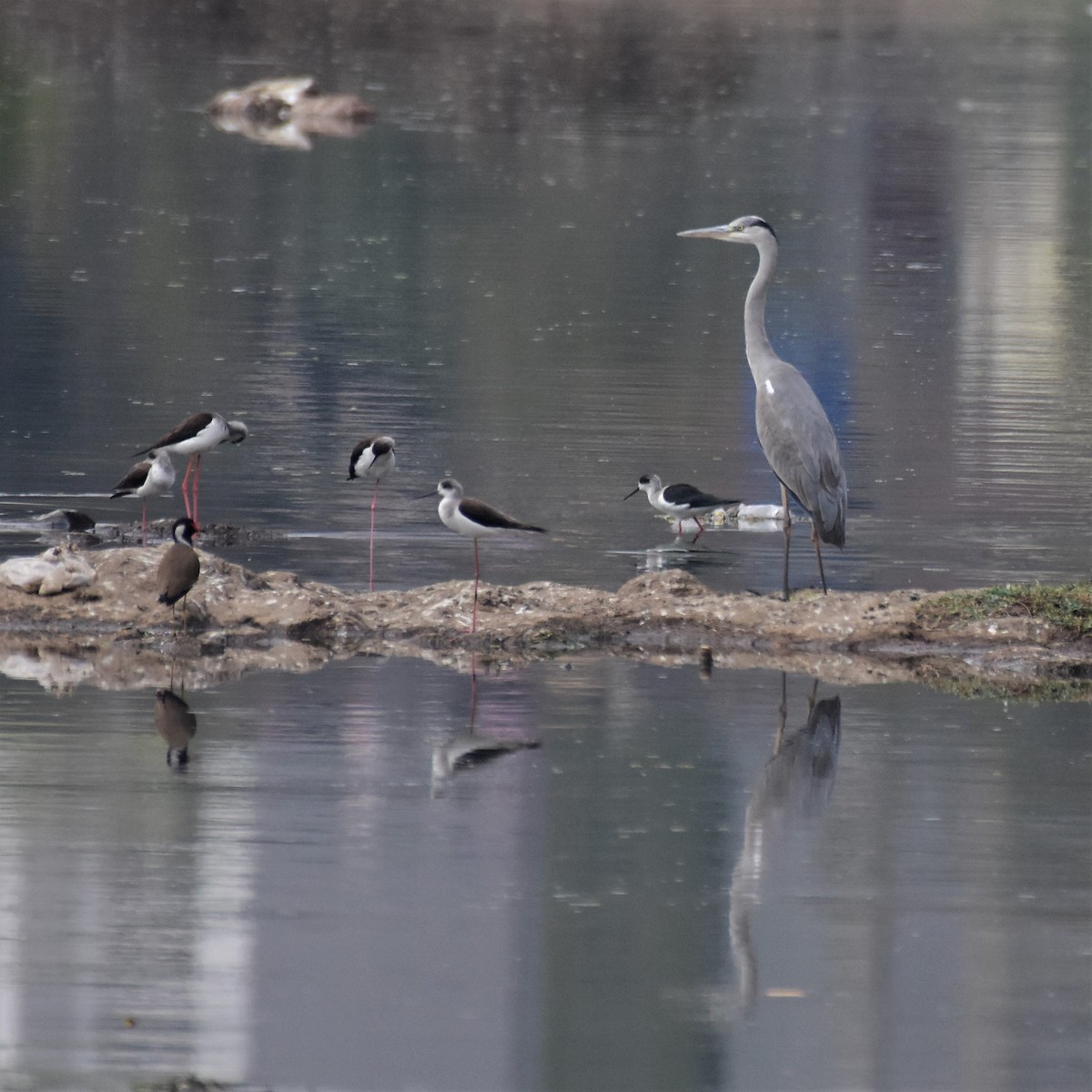 Gray Heron - AVINASH SHARMA