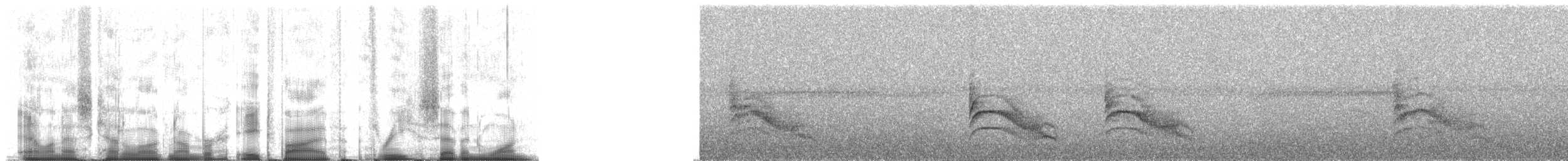 Moustached Wren - ML85371