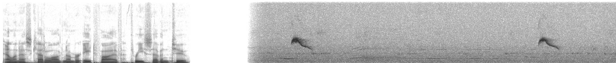 Euler's Flycatcher - ML85372