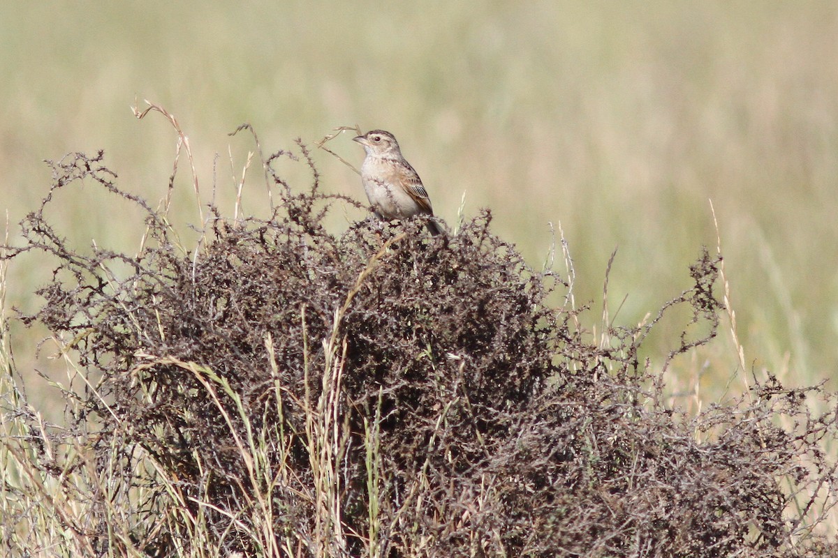 Singing Bushlark (Australasian) - Steve Kelling