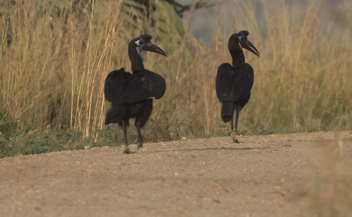 Abyssinian Ground-Hornbill - ML85372091