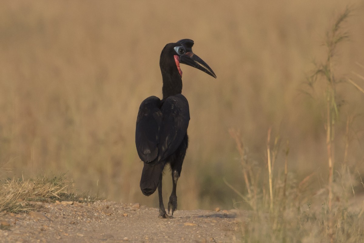 Abyssinian Ground-Hornbill - ML85372101