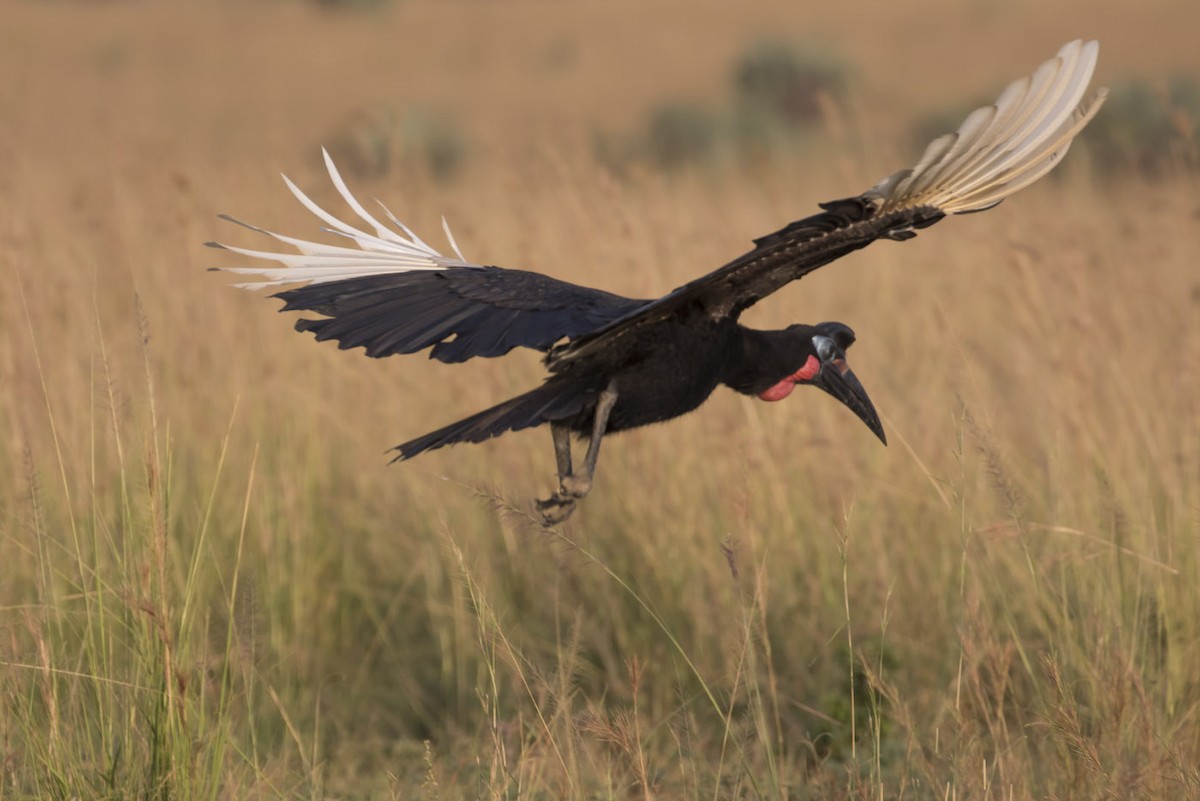 Abyssinian Ground-Hornbill - ML85372111