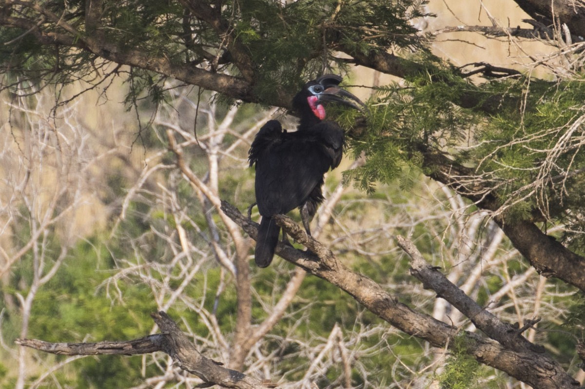 Abyssinian Ground-Hornbill - ML85372121