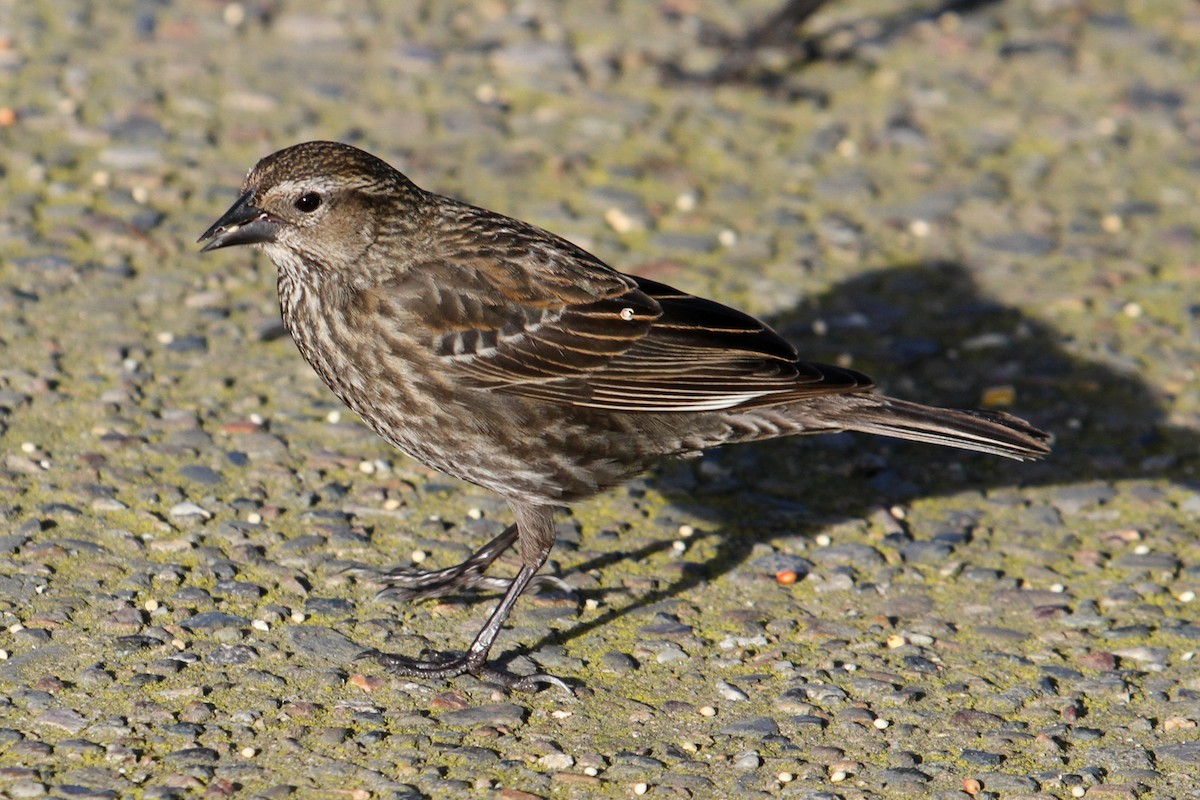 Red-winged Blackbird - ML85372131