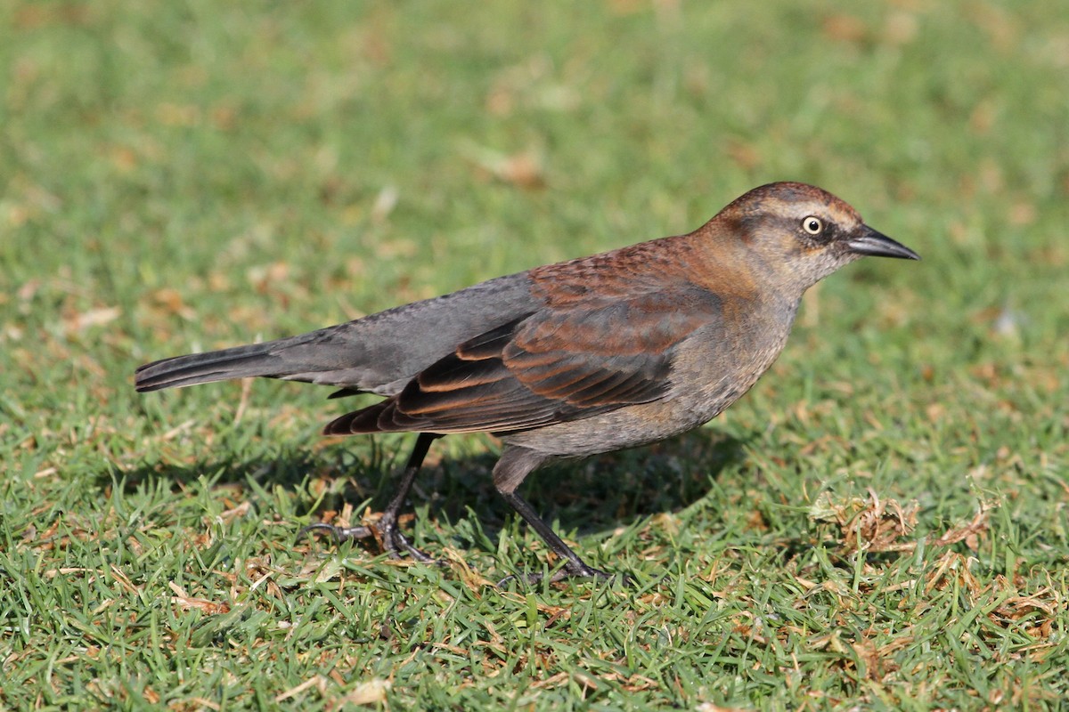 Rusty Blackbird - ML85373011