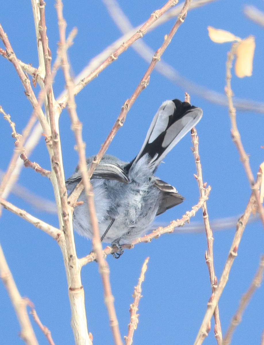 Black-tailed Gnatcatcher - ML85373211