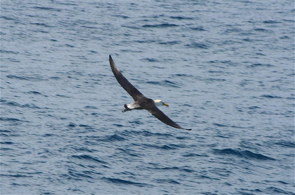 Albatros de Galápagos - ML85373231