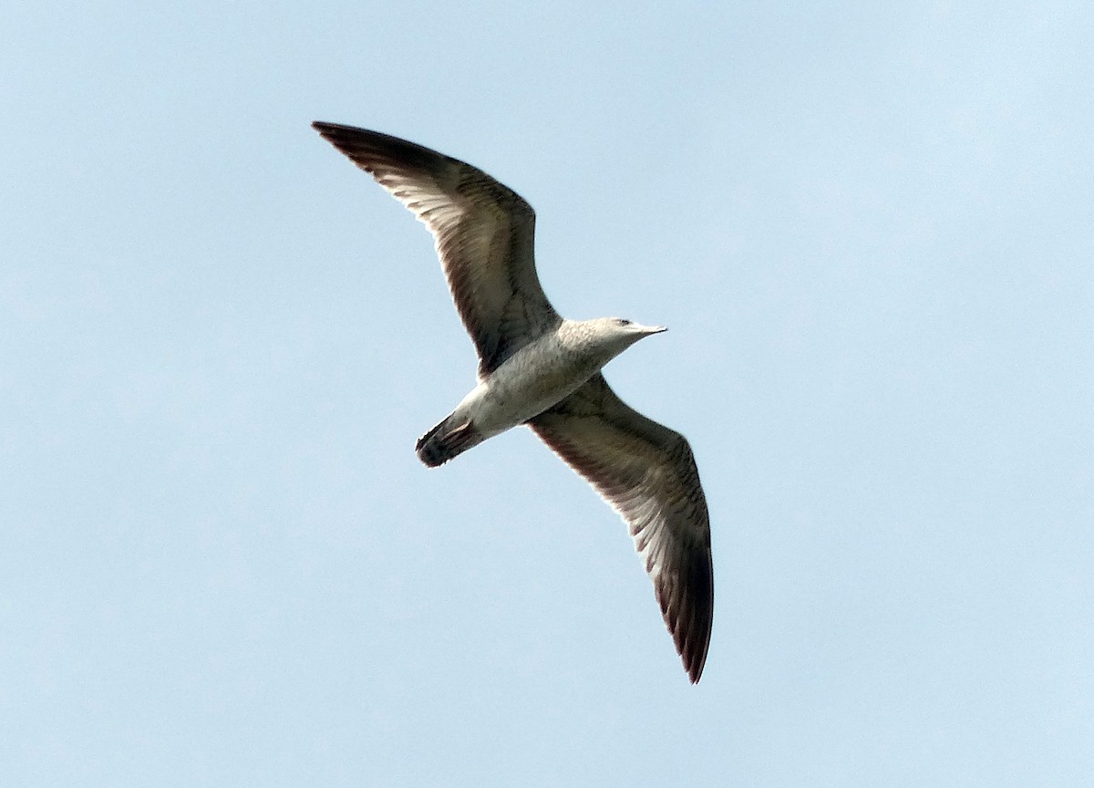 Ring-billed Gull - Vic Laubach