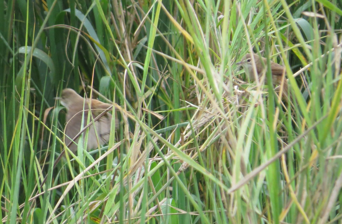 Lesser Swamp Warbler - ML85375701