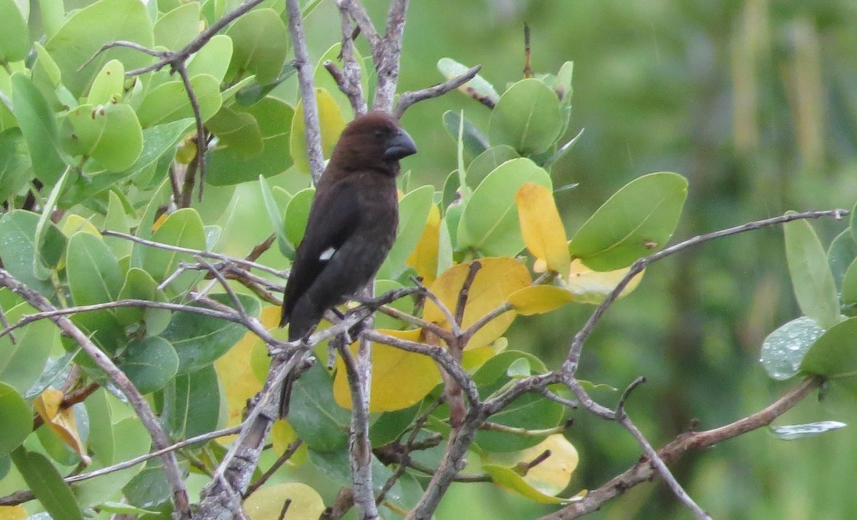 Grosbeak Weaver - ML85375891