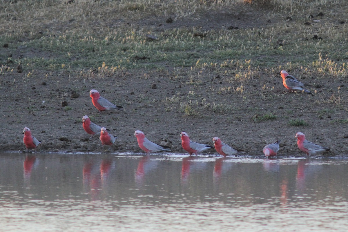 Cacatúa Galah - ML85376961