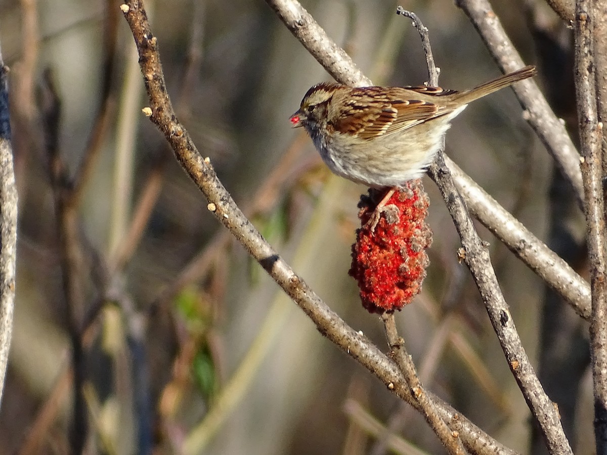 White-throated Sparrow - ML85377691
