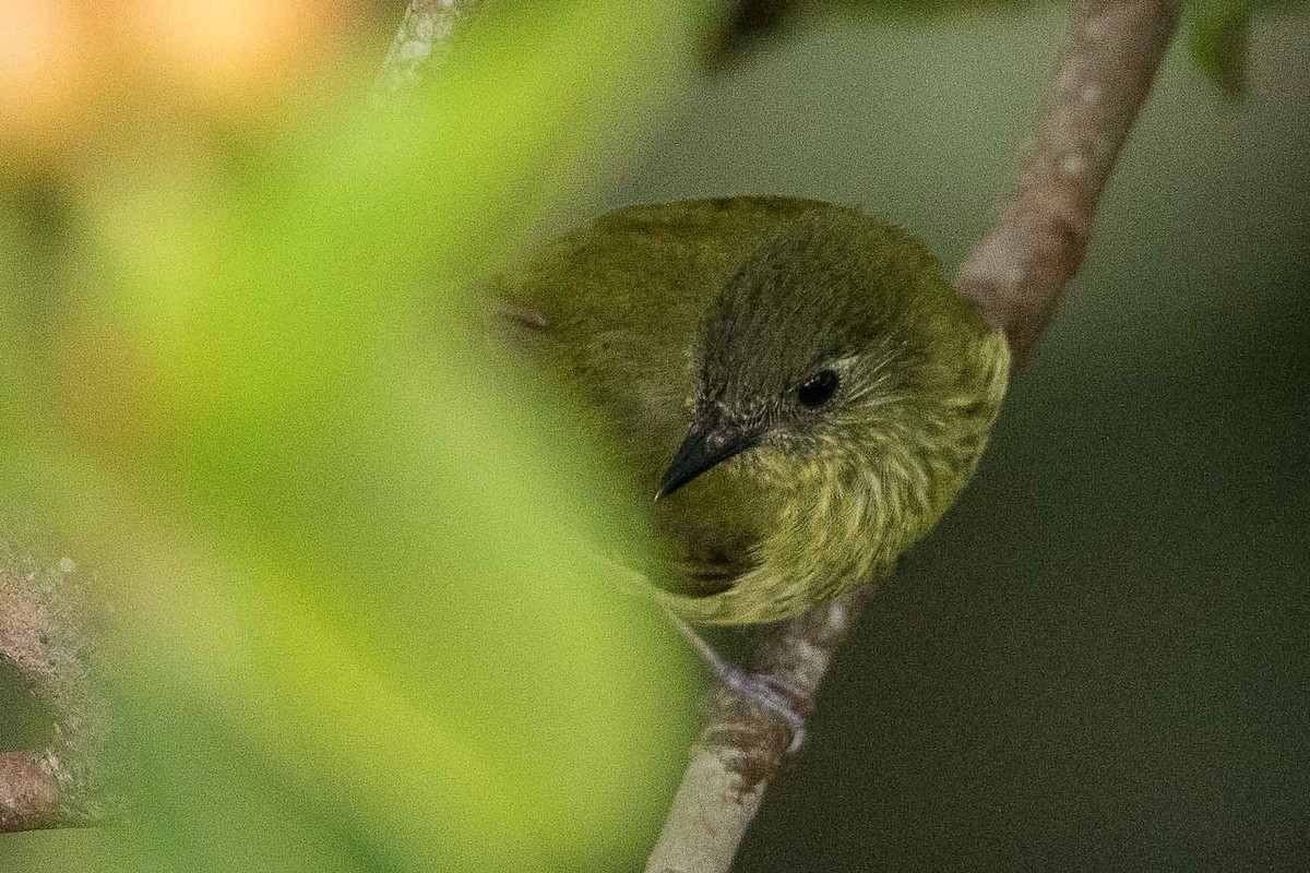 Olive-striped Flycatcher - ML85378431