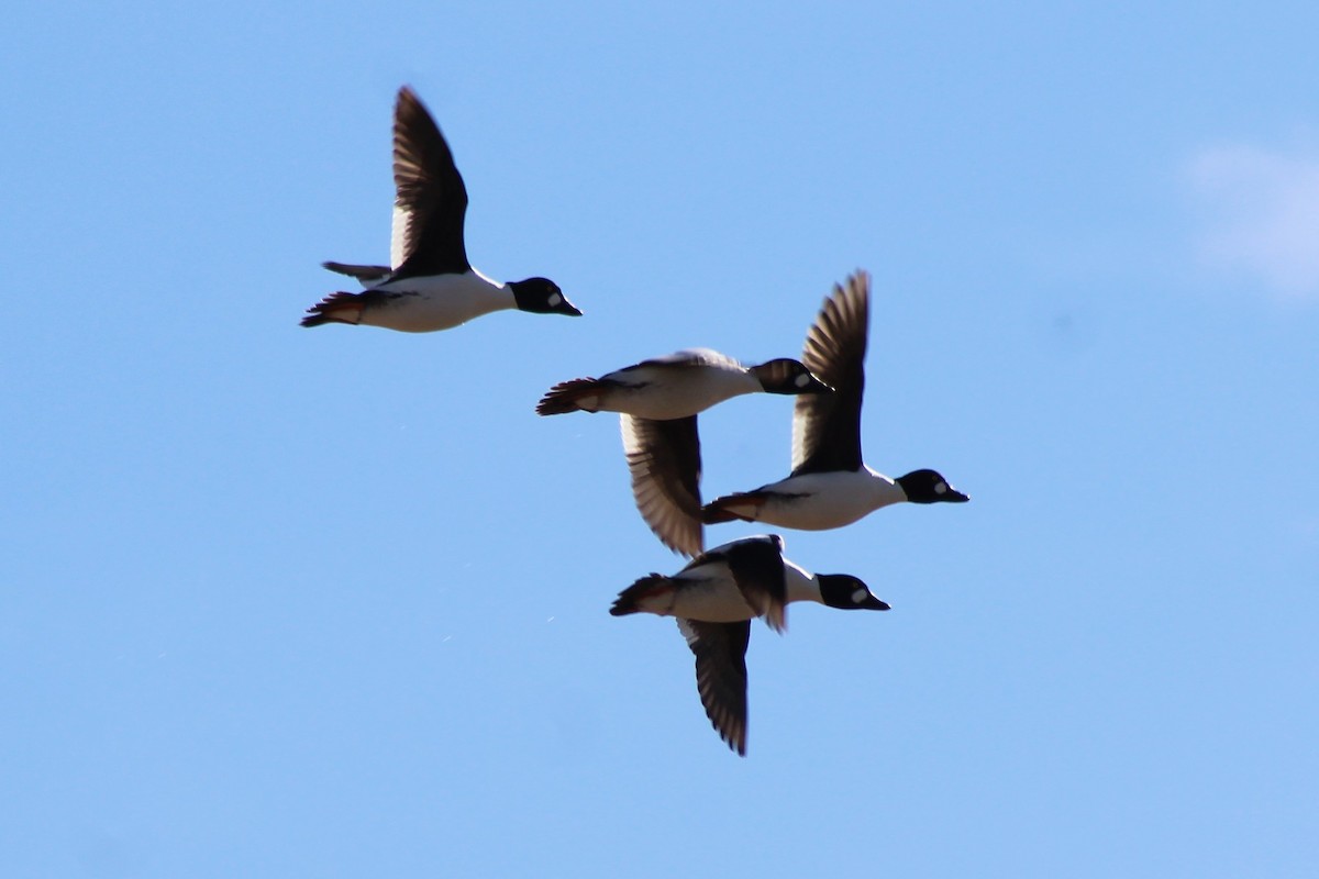 Common Goldeneye - ML85378771