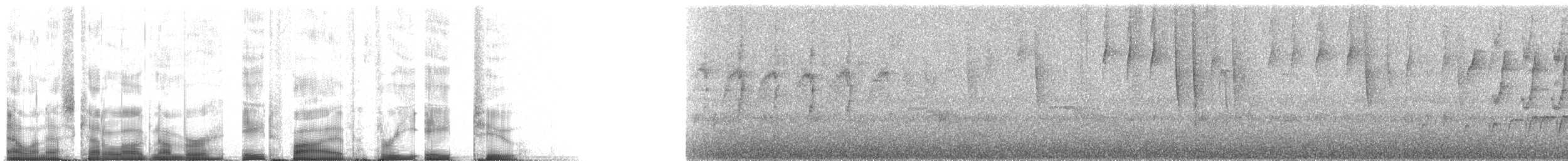 Two-banded Warbler (Two-banded) - ML85382