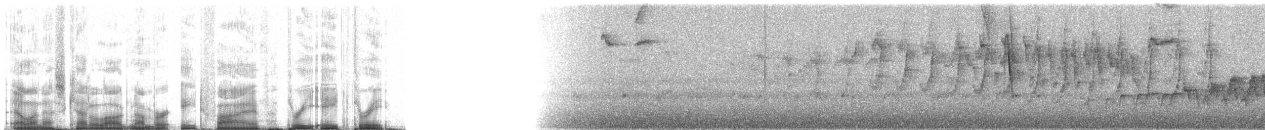 Ornate Stipplethroat (Western) - ML85383