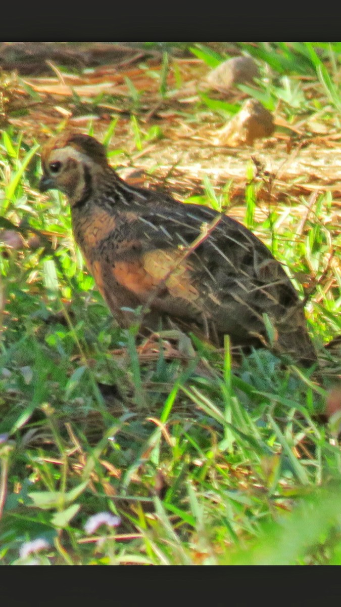 Ocellated Quail - ML85383061