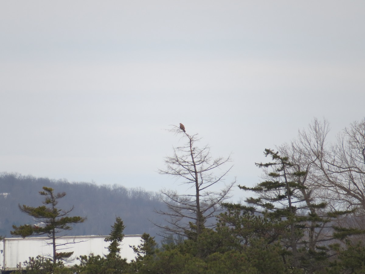 Rough-legged Hawk - ML85383681