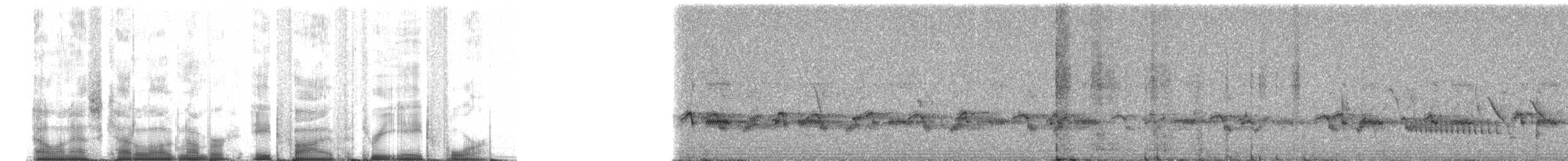 Plumbeous Rail - ML85384