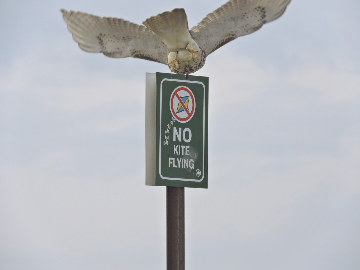 Red-tailed Hawk - ML85384671