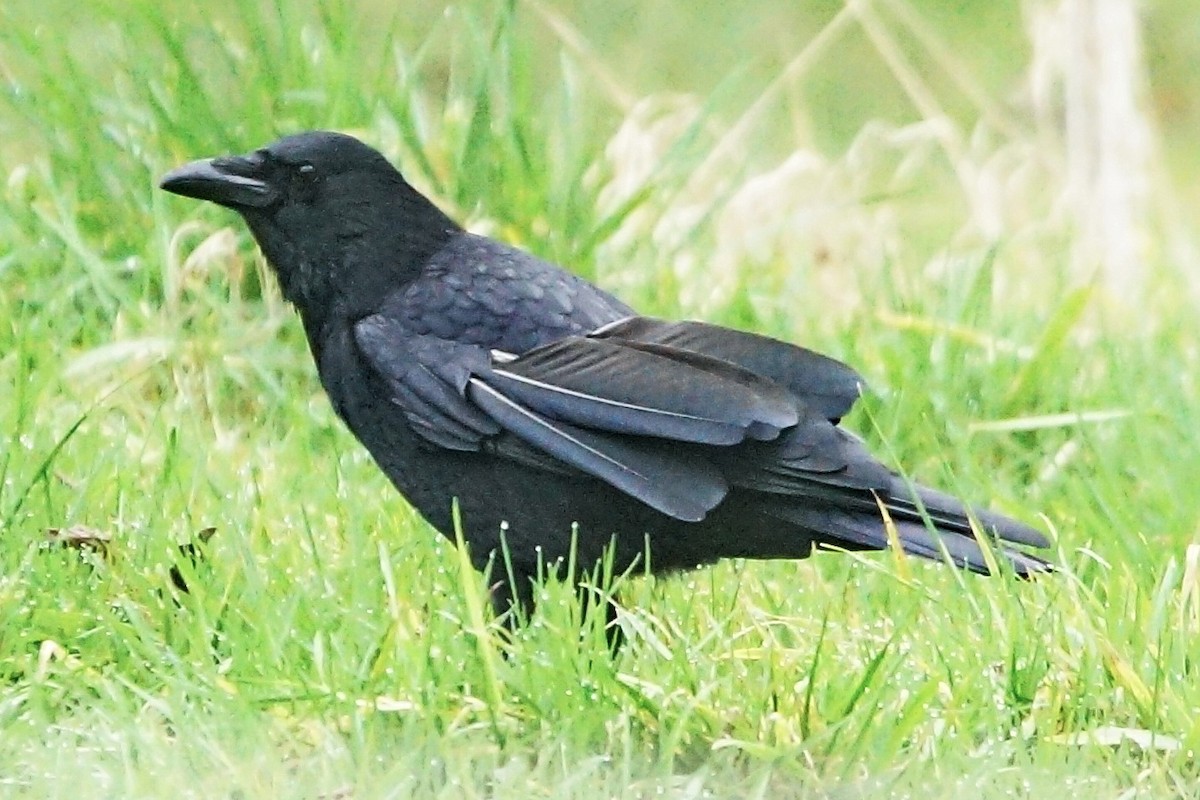 Carrion Crow - Heiko Heerklotz