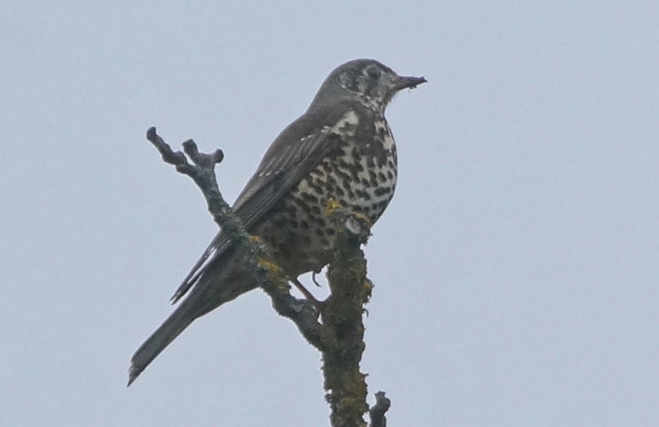 Mistle Thrush - Heiko Heerklotz