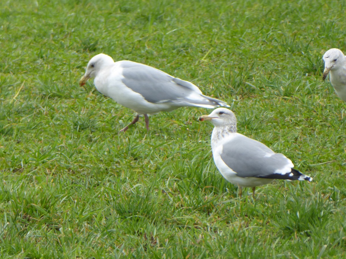 California Gull - ML85386671