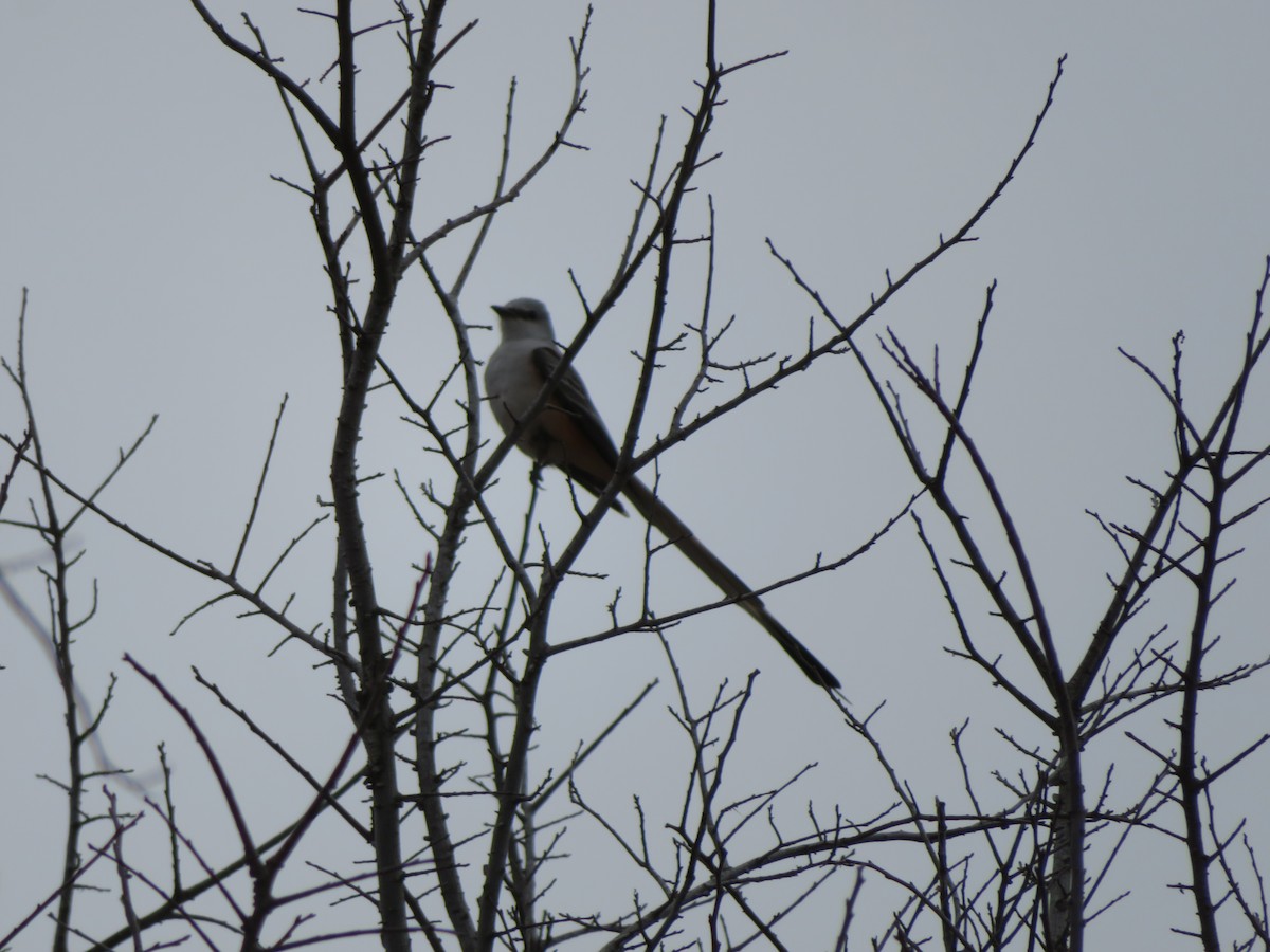 Scissor-tailed Flycatcher - ML85386901