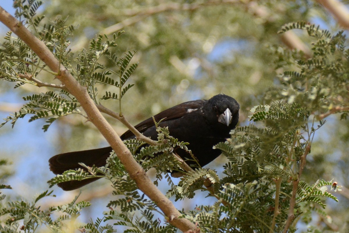 White-billed Buffalo-Weaver - ML85386971