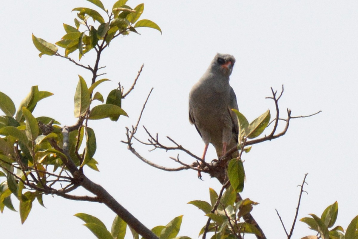 Dark Chanting-Goshawk - ML85387001