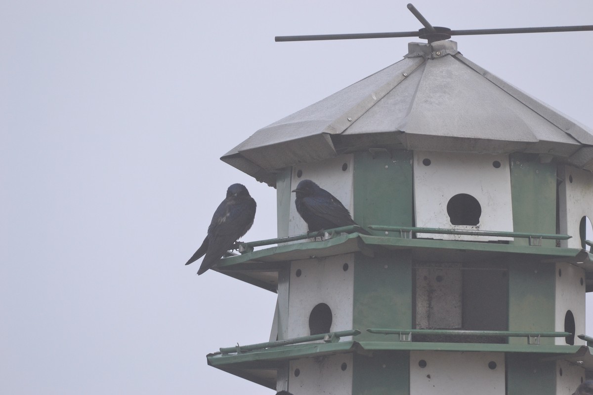 Purple Martin - ML85387021