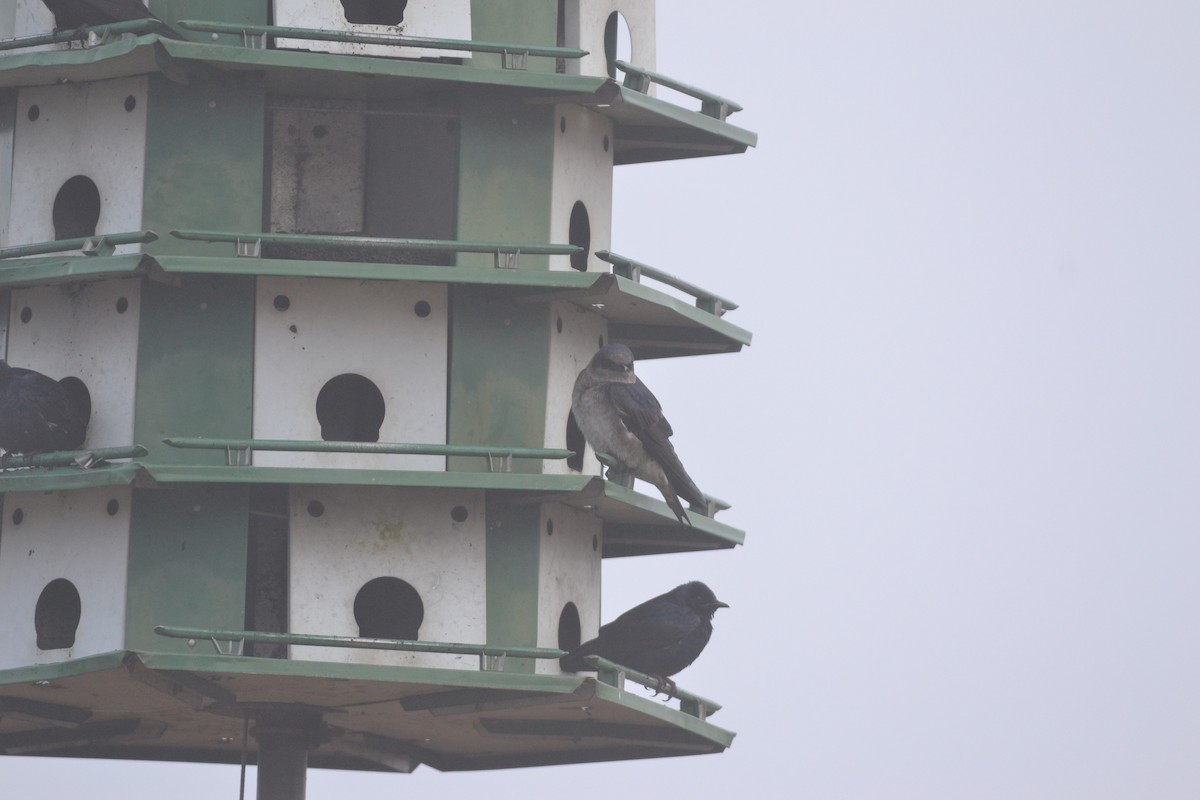 Purple Martin - ML85387051