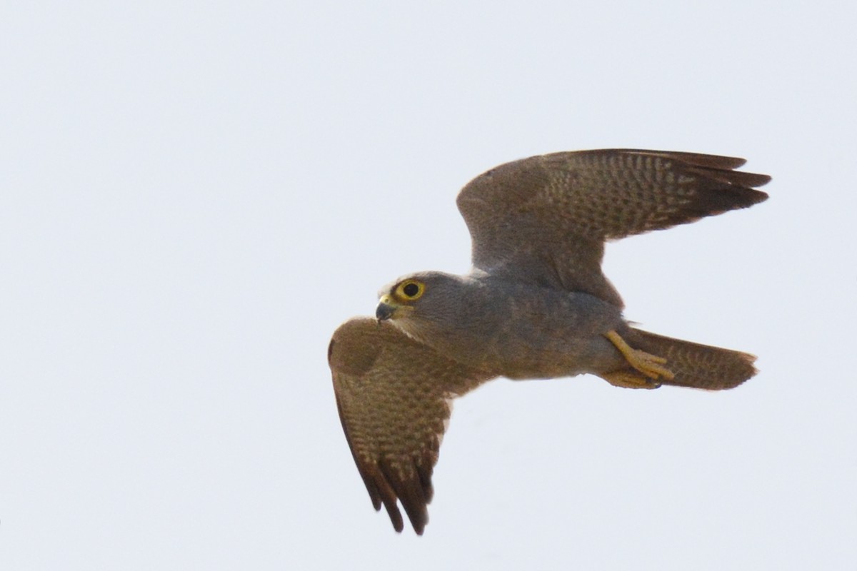 Gray Kestrel - ML85387161